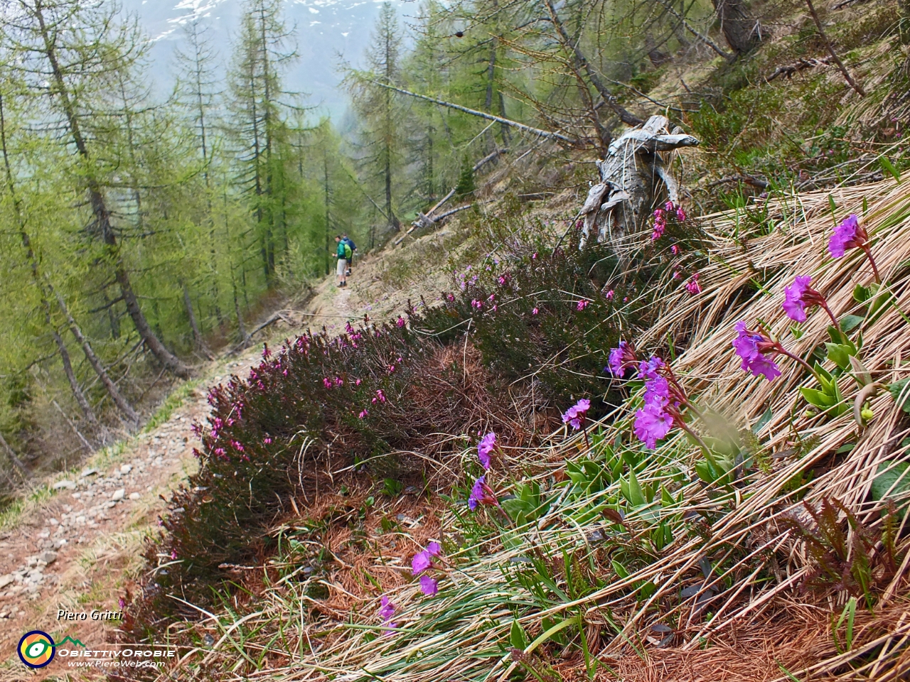 79 primula di Lombardia  ed erica....JPG